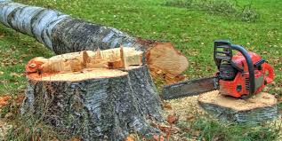 Best Root Management and Removal  in Gordon Heights, NY