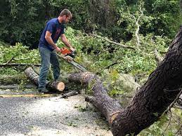 Best Lot and Land Clearing  in Gordon Heights, NY