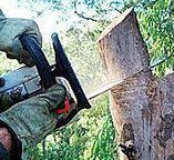 Best Tree Health Inspection  in Gordon Heights, NY