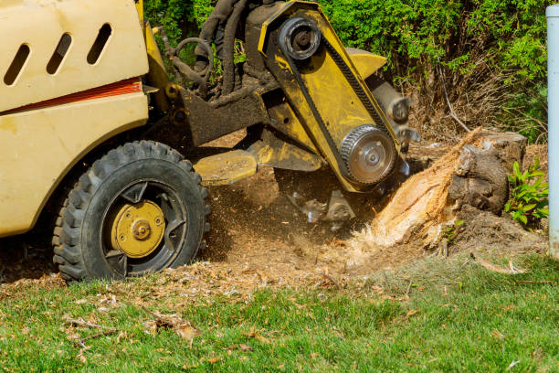 Trusted Gordon Heights, NY Tree Services Experts