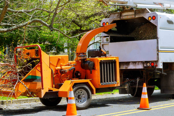 Tree and Shrub Care in Gordon Heights, NY