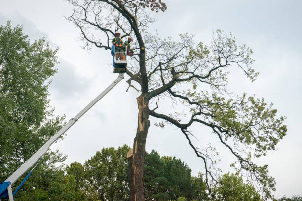Best Storm Damage Tree Cleanup  in Gordon Heights, NY